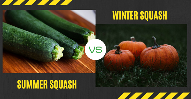 Winter squash vs summer squash