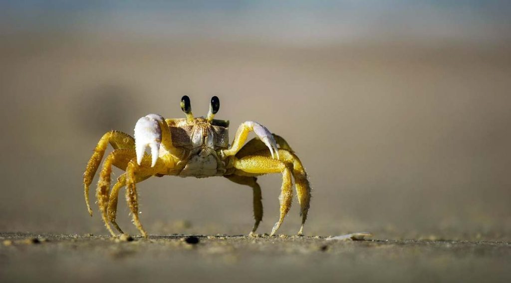 Is Crab Healthy For Weight Loss