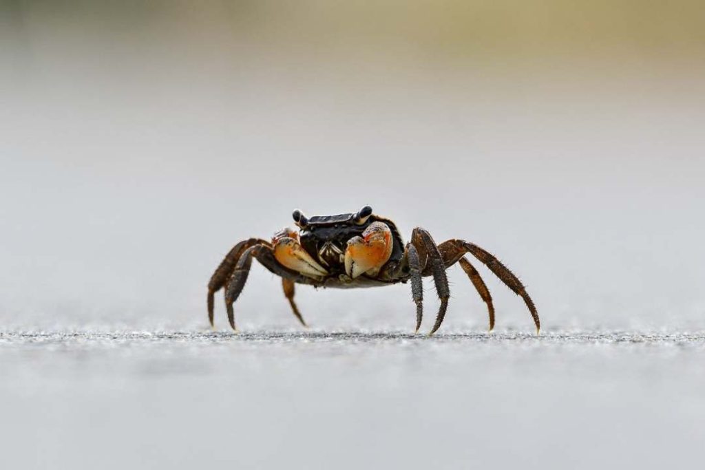 Is Crab Healthy For Weight Loss