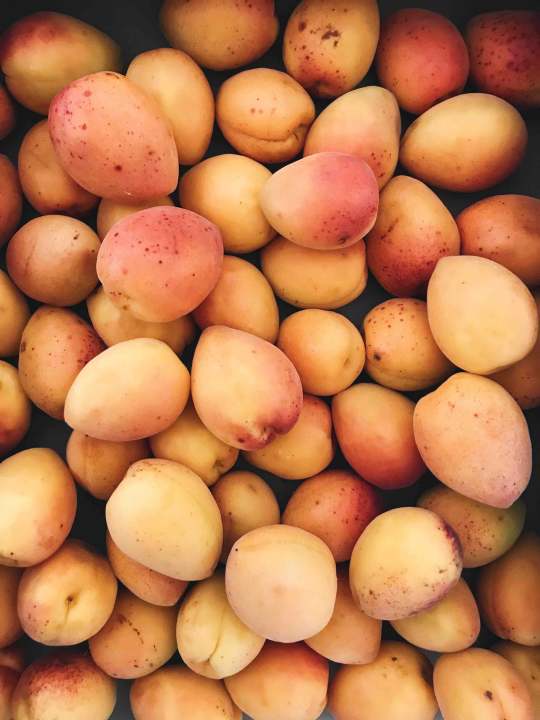Is Mango Healthy For Weight Loss Is Mango Healthy For Weight Loss