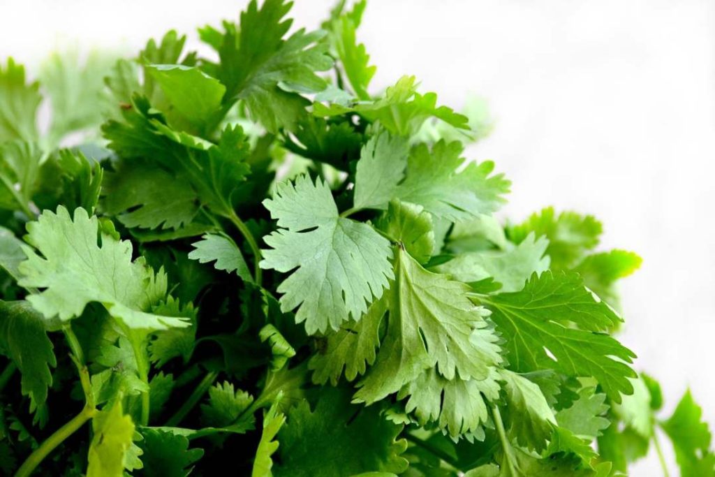 Is Salsa Healthy For Weight Loss
