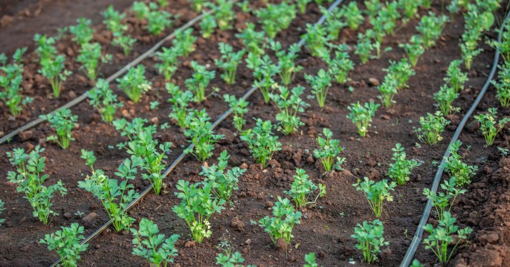 parsley-plants-on-farm